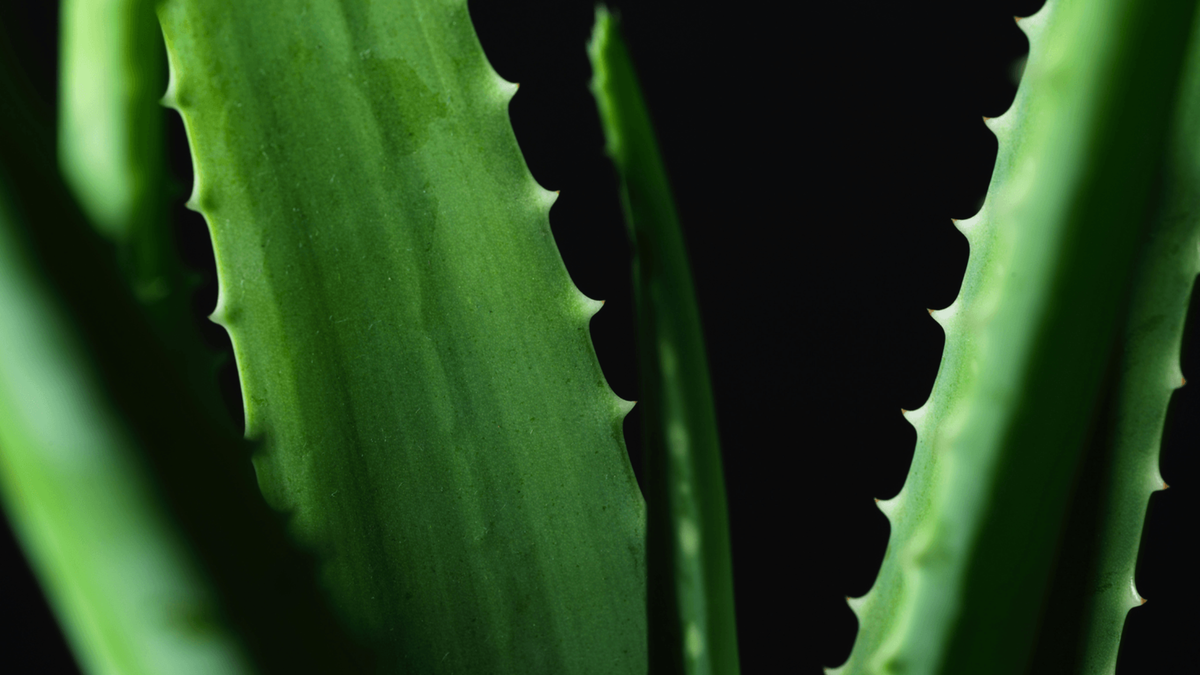 The Healing Power of Aloe: A Story of Nature, Growth, and Resilience